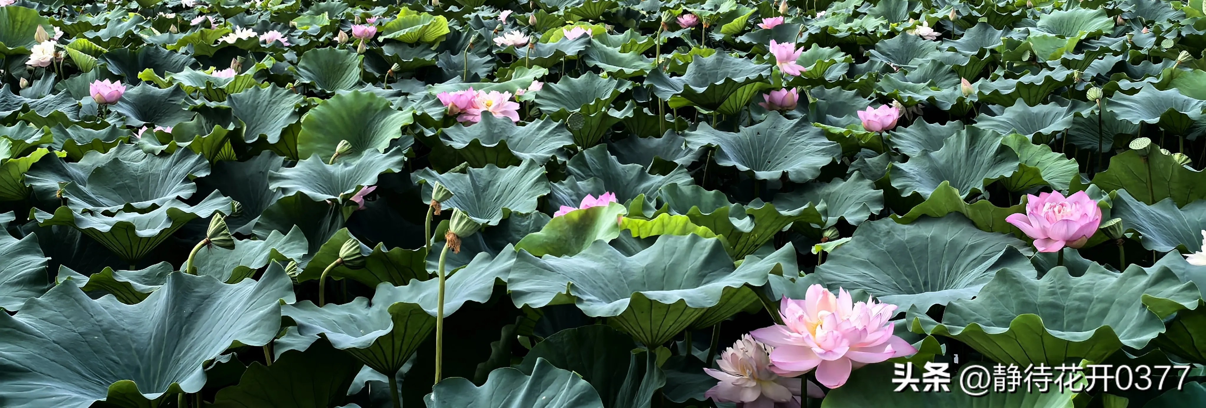 卓越企业管理的核心——整体协调、统一指挥、各司其职