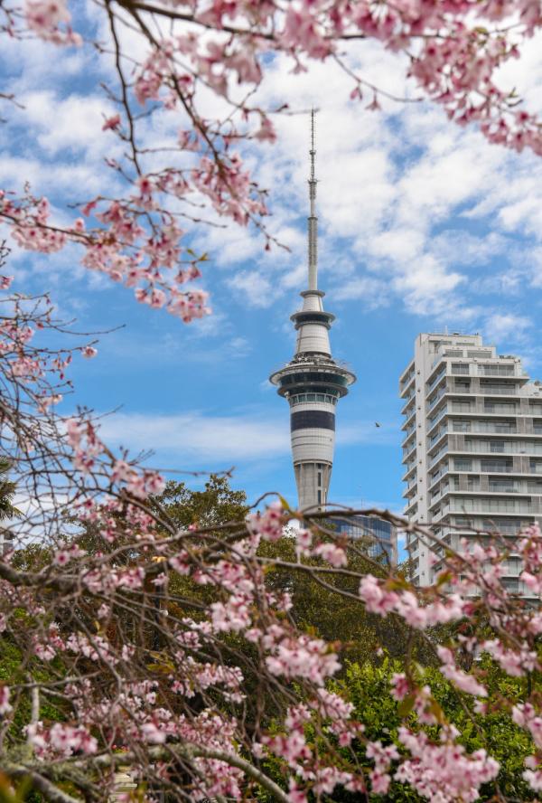 城市之美|奥克兰,繁华喧嚣与质朴自然并存-第2张图片-ZBLOG 新西兰最大城市奥克兰_奥克兰活火山城市_奥克兰城(新西兰)