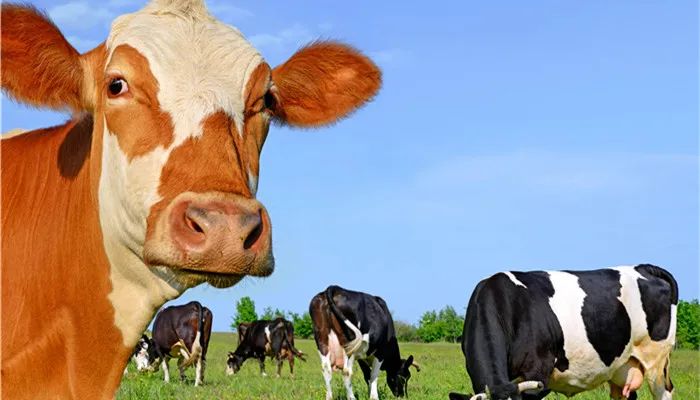 地理冷知识———新西兰-第10张图片-ZBLOG 新西兰旅游指南_新西兰主要城市介绍_奥克兰城(新西兰)