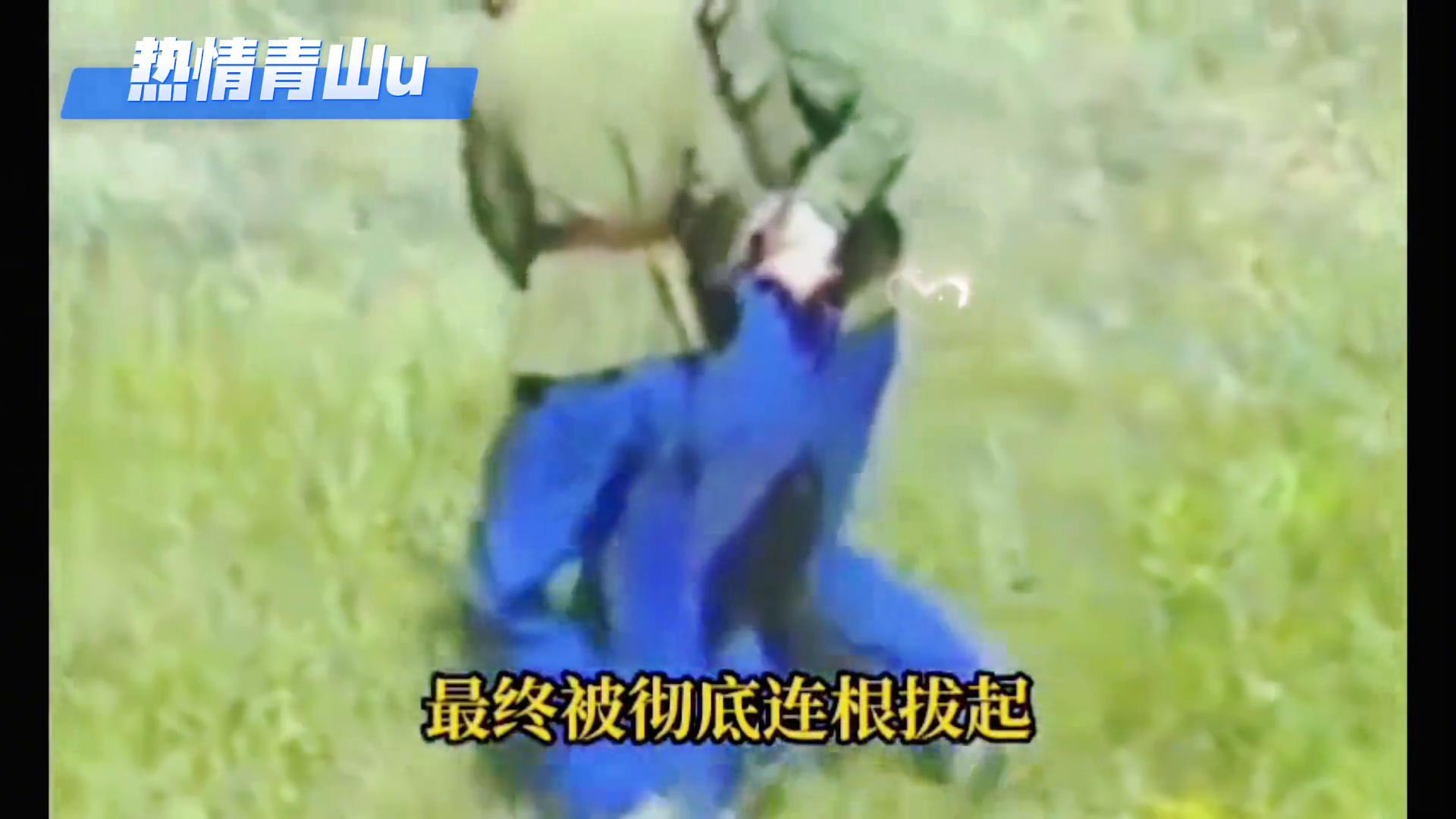 唐山菜刀队伏法被拉去法场过程真实影像-第4张图片-ZBLOG