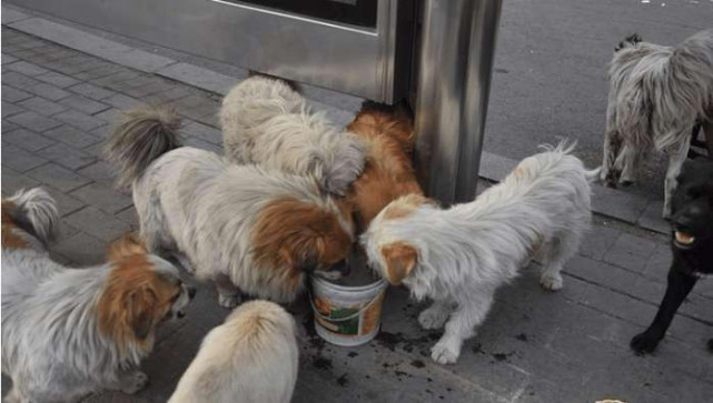 今日话题丨小区野狗被杀爱狗人士抗议，城市流浪狗应如何处理？
