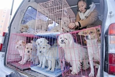 今日话题丨小区野狗被杀爱狗人士抗议,城市流浪狗应如何处理?-第3张图片-ZBLOG 图片