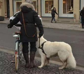 今日话题丨小区野狗被杀爱狗人士抗议,城市流浪狗应如何处理?-第4张图片-ZBLOG 图片