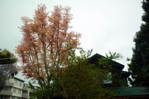 澳新行(2):火山上的城市奥克兰-第10张图片-ZBLOG 奥克兰城(新西兰)_新西兰自然风光欣赏_新西兰奥克兰旅游攻略