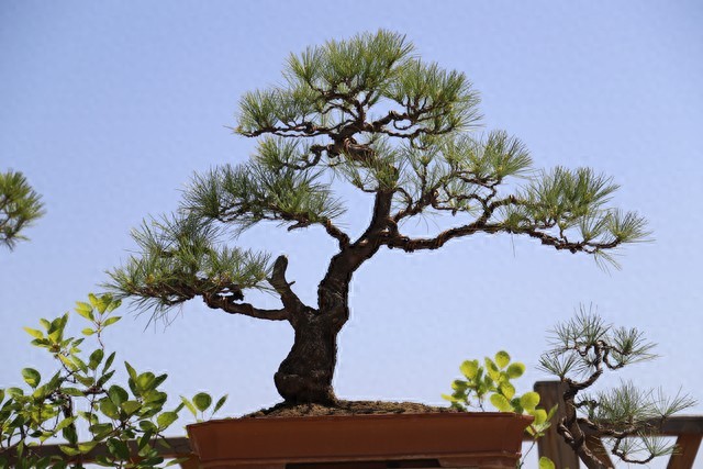 如何让组织尽快抵达那个高效、自驱、充满创造力的“黄金阶段”？